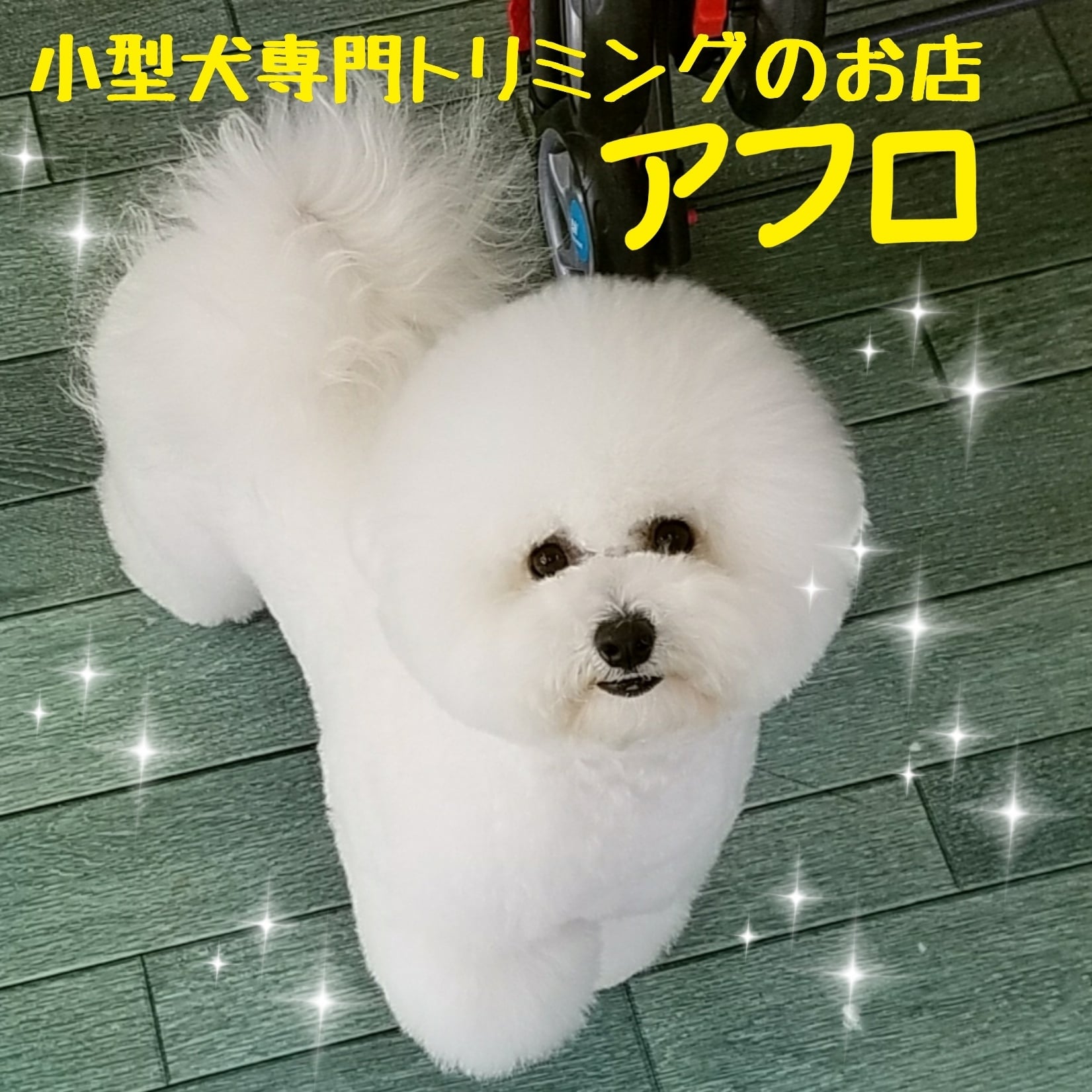 小型犬専門トリミングのお店 アフロ